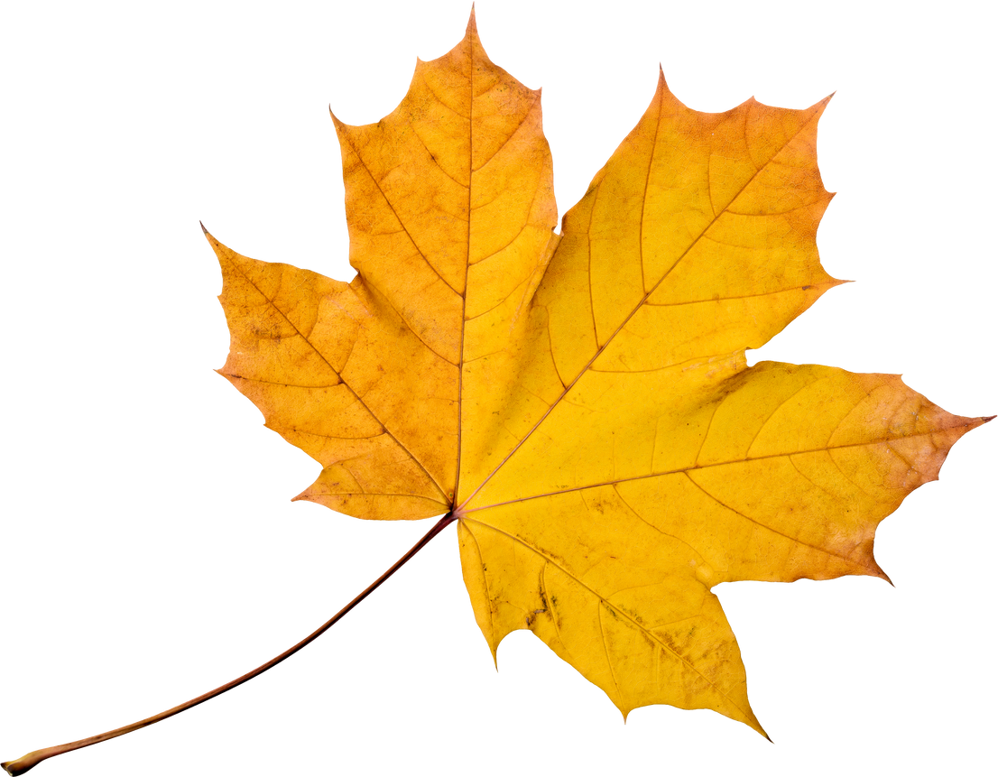 Autumn Maple Leaf